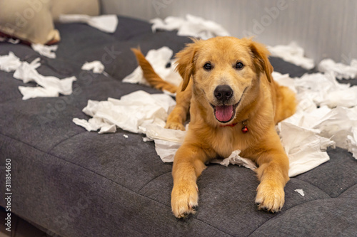 Obraz na plátně Portrait of naughty young golden dog playing toilet papers
