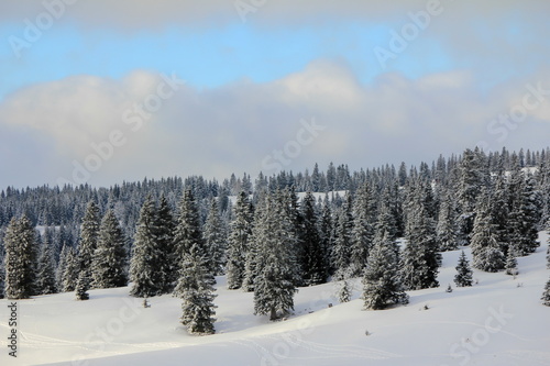 very beautiful winter landscape with fir trees