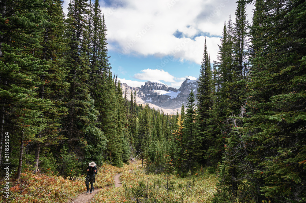 Fototapeta premium Traveler hiking in pine forest with rocky mountains at Assiniboine provincial park