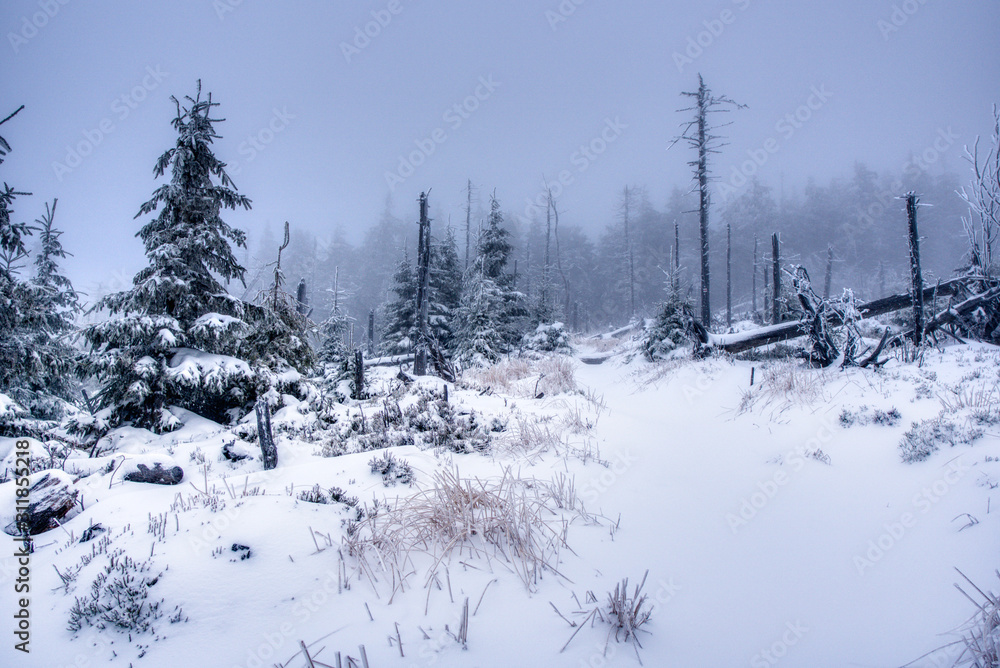 Obraz premium hiking path under snow in mountains with fog, with spruce forest, Beskydy mountains