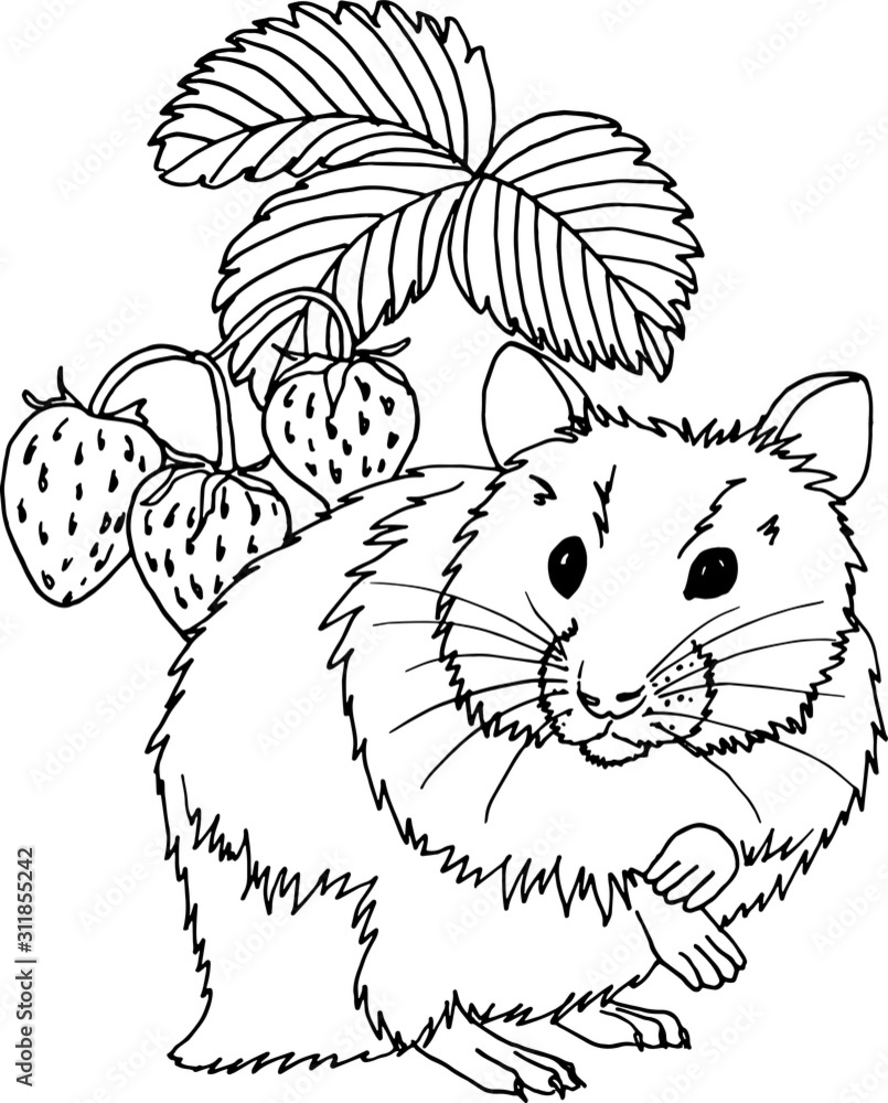 Coloring page with hamster and strawberry Coloring page with hamster and strawberry