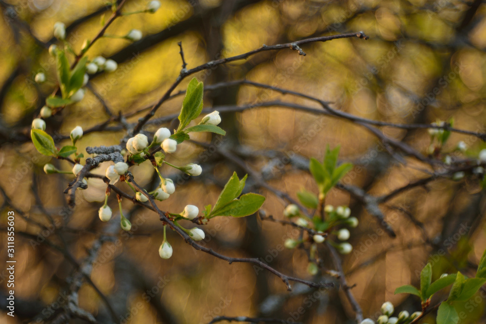 The spring blooming of fruit trees, cherry. The spring blooming of fruit trees, cherry.