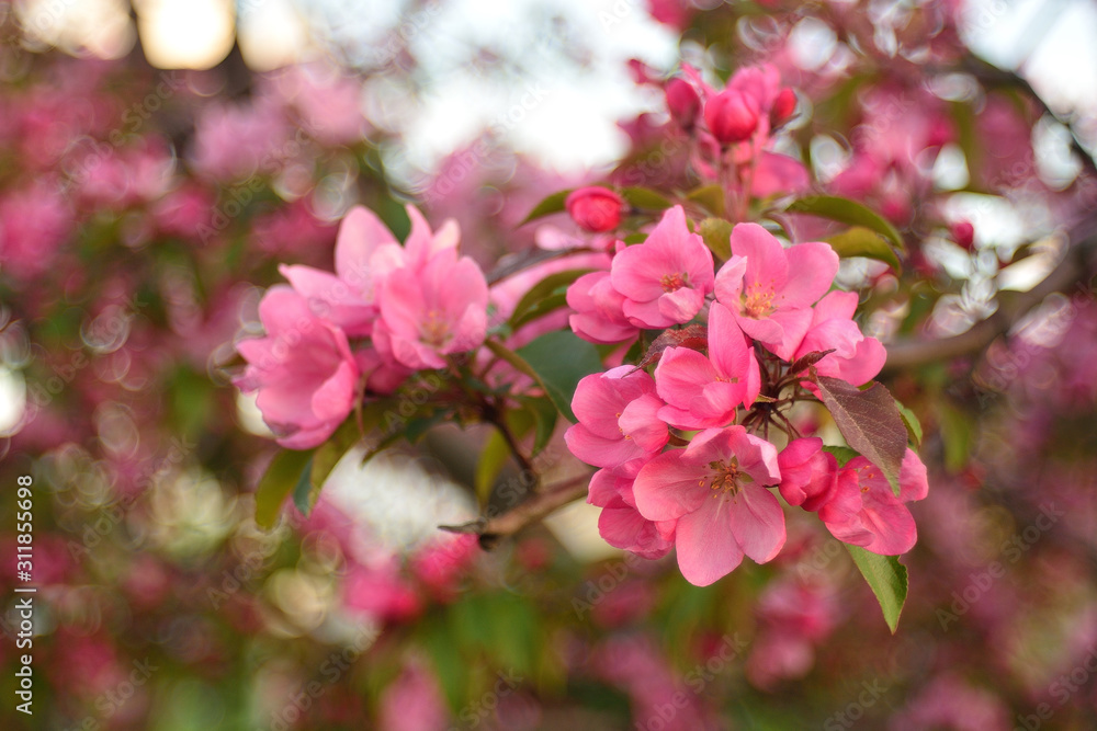 Spring flowering fruit trees, Apple trees. Spring flowering fruit trees, Apple trees.
