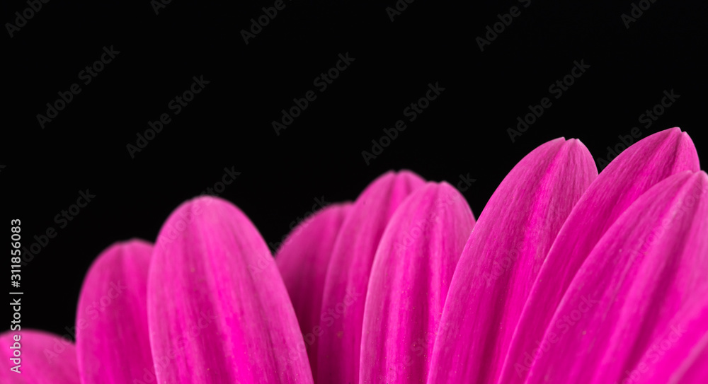 Pink Petals on Black Background Pink Petals on Black Background
