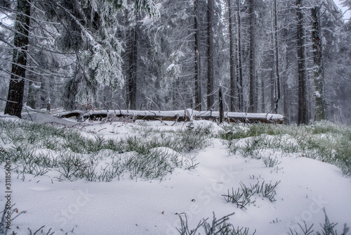 beautifully snowy spruce trees in the mountains