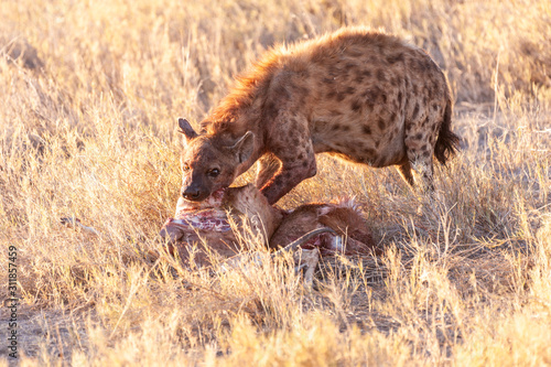 Close-up of a spotted Hyena - Crocuta crocuta- with a prey  seen during the golden hour of sunset in Etosha national Park  Namibia.