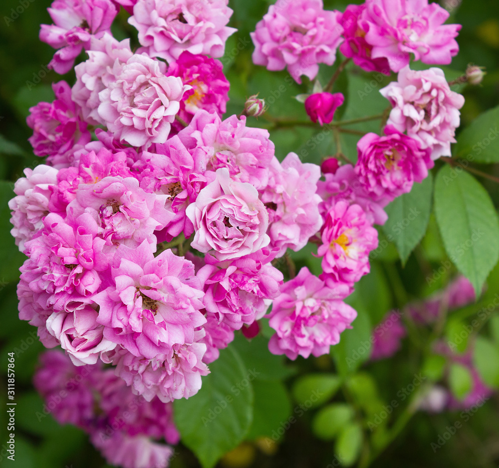 a bunch of small pink roses close-ups growing on a bush a bunch of small pink roses close-ups growing on a bush