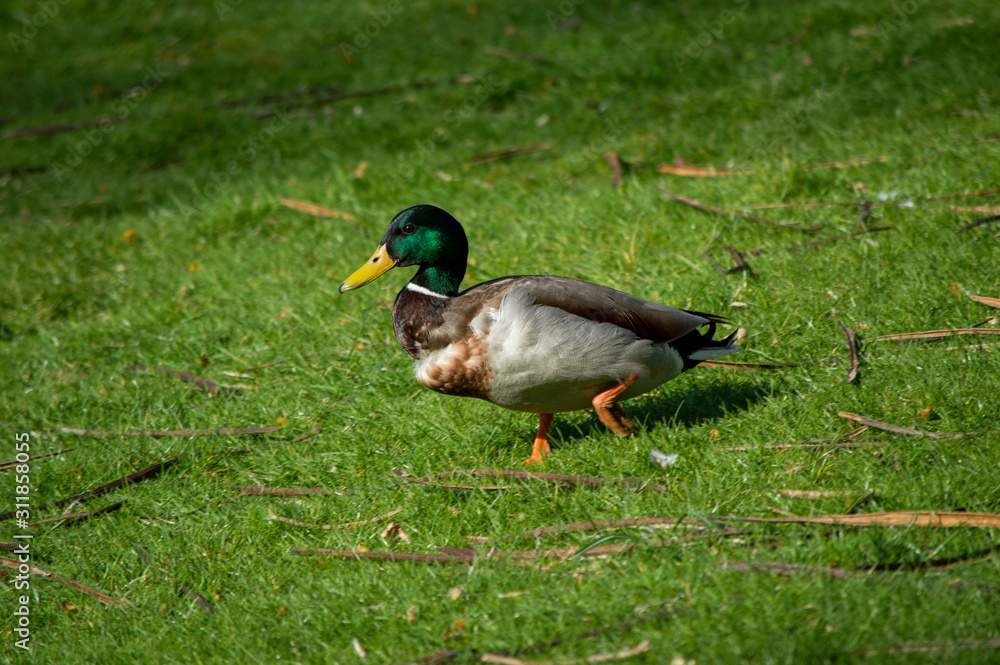 Obraz premium Duck on grass