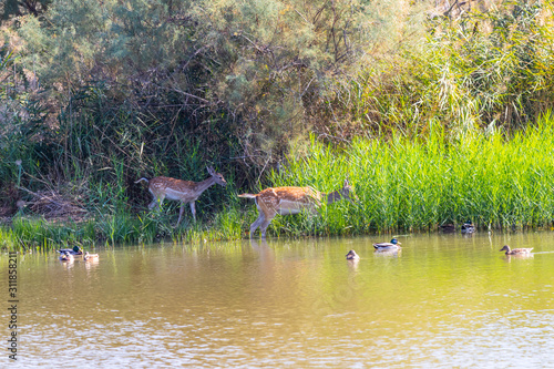 Fallow deers in Parc Natural dels Aiguamolls de l'Empordà