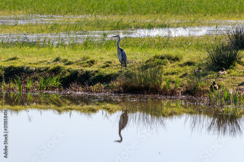 A heron and its reflection