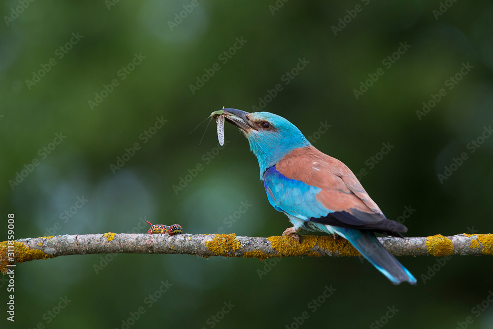 Obraz premium european roller (coracias garrulus) in natural habitat in spring