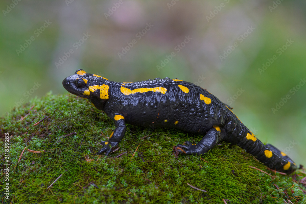 Fire salamander (Salamandra salamandra) Fire salamander (Salamandra salamandra)