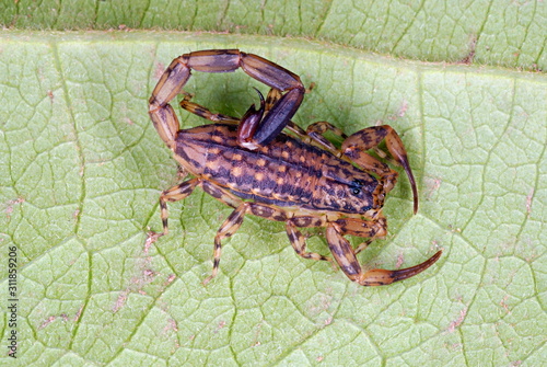 Mesobuthus tamulus, Scorpionidae, Scorpionida, Arachnida, Lychas sp. marbled scorpion, A arboreal species of Scorpion found under tree back, Kanha, Madhya Pradesh, India photo