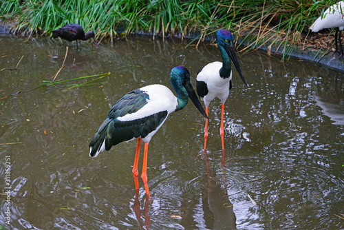 View of a jabiru black-necked stork bird in Australia