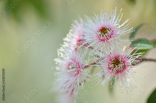 Pink and white blossoms and buds of the Australian native Corymbia Fairy Floss  family Myrtaceae. Grafted cultivar of Corymbia ficifolia which is endemic to Western Australia