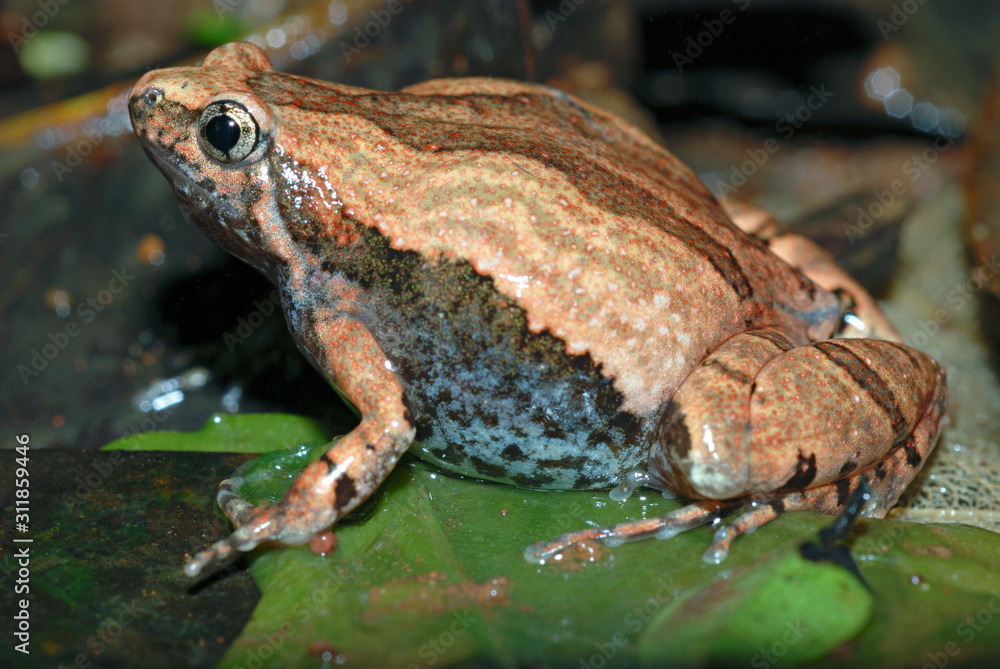 Obraz premium ORNATE NARROW-MOUTHED FROG, Microhyla ornata is a species of microhylid frog found in South Asia, Amboli, Pune, Maharashtra, India