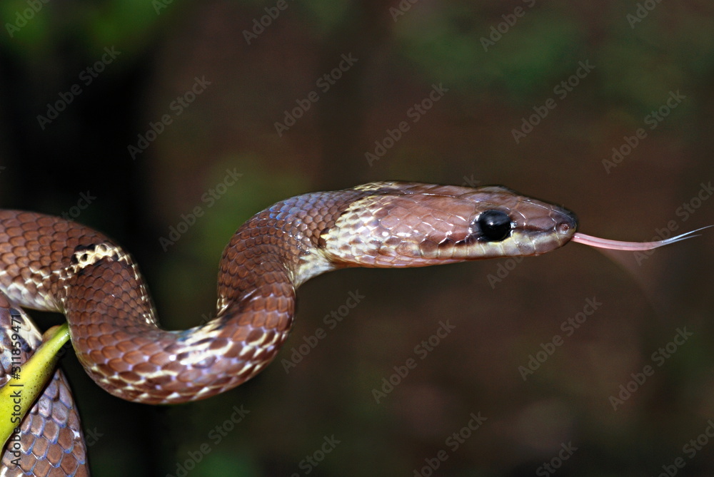 Obraz premium The common wolf snake (Lycodon aulicus) is a small, brown, nocturnal serpent. Non-venomous often enter human settlements in search of its favorite prey geckos, Mulshi, Pune, Maharashtra, India