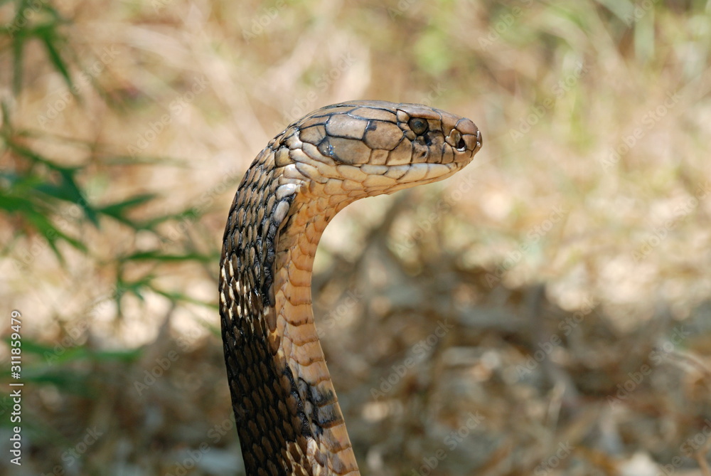 Fototapeta premium King Cobra (Ophiophagus hannah) is the world's longest venomous snake, growing to a length of 18.5 ft. The venom of the King Cobra is primarily neurotoxic,