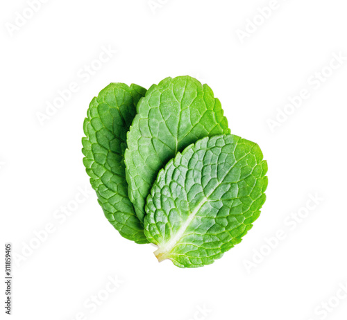 three young mint leaf isolated on a white background