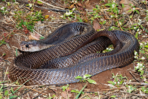 Indian or spectacled cobra (Naja naja) Naja is a genus of venomous elapid snakes.  Pune, Maharashtra, India