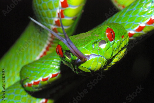 Fotografie Pope's Pit Viper, Trimeresurus popeiorum, is generally encountered at night above an elevation of 800 metres