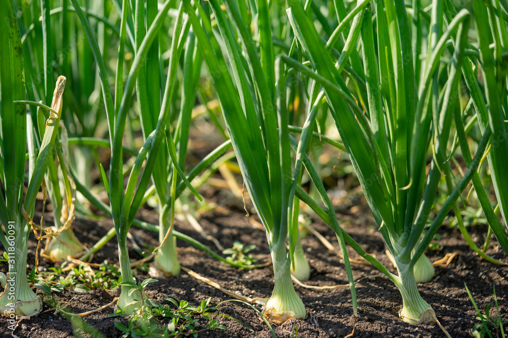 Obraz premium Plant spring onions that are growing in season. In the fertile areas of Thailand