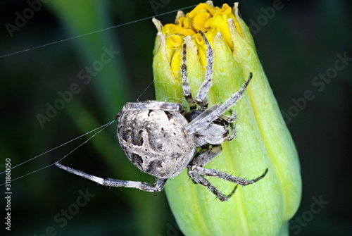 Orb Weaver Spider (Neoscona arabesca). The orb-weaver spiders (family Araneidae) are the builders of spiral wheel-shaped webs often found in gardens, fields and forests. Pune, Maharashtra, India photo