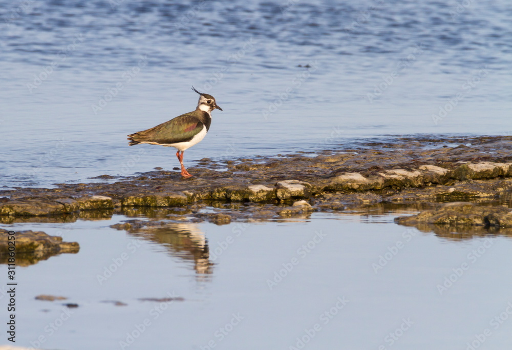 Northern lapwing, Vanellus vanellus, walking on the baltic sea shore Northern lapwing, Vanellus vanellus, walking on the baltic sea shore