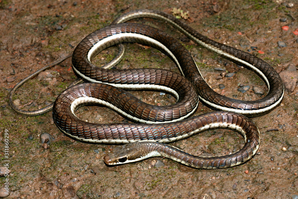 Bronzeback Dendrelaphis tristis is a species of tree-snake, It is a long slender snake with a pointed head and a bronze coloured line running down its back, Lonavala, Maharashtra, India Bronzeback Dendrelaphis tristis is a species of tree-snake, It is a long slender snake with a pointed head and a bronze coloured line running down its back, Lonavala, Maharashtra, India