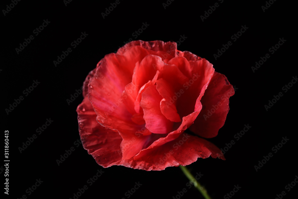 Naklejka premium poppy flower on the black background