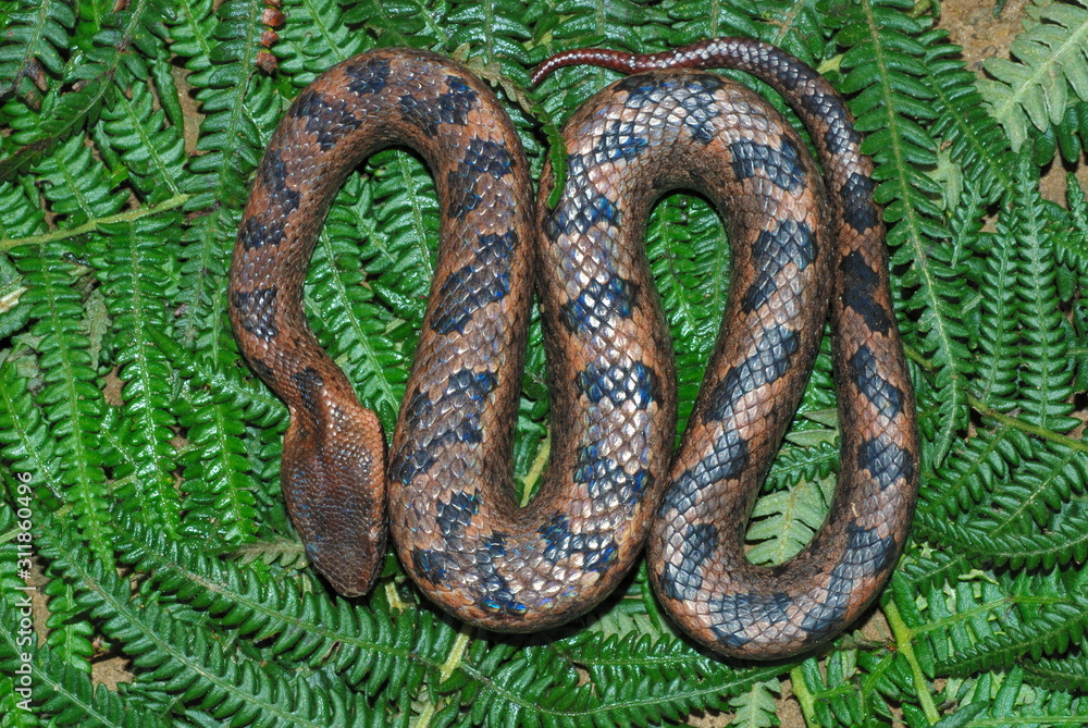 Obraz premium Ovophis monticola. commonly known as Montane Pit Viper. a short but a robust species of venomous pit viper which occur in the hills of NE India. Arunachal Pradesh. India