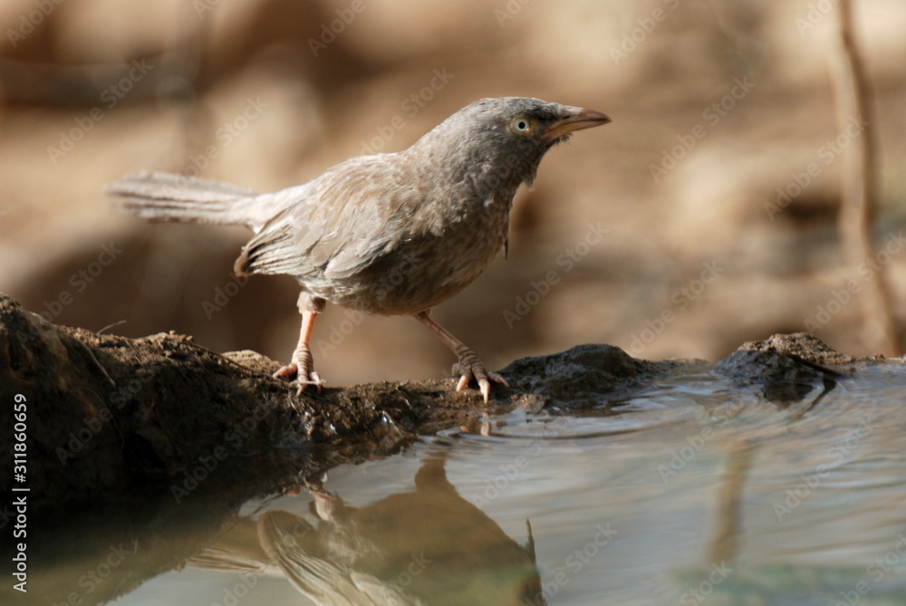 Jungle Babblers, Turdoides striatus a noisy bird that lives in small sized flocks of 7-8 individuals. Jungle Babblers, Turdoides striatus a noisy bird that lives in small sized flocks of 7-8 individuals.