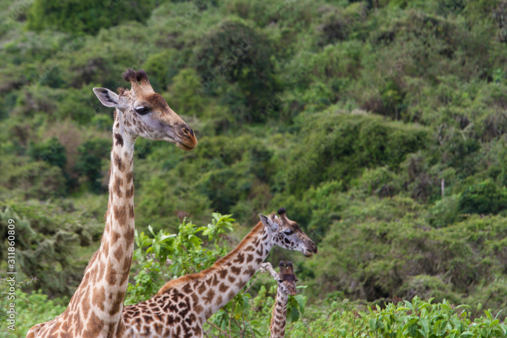 Giraffen im Ngorongoro-Krater, Tansania Giraffen im Ngorongoro-Krater, Tansania