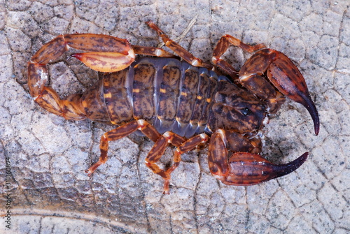 Chaerilus pictus-female. an extremely rare species of scorpion. these are restricted to the transhimalayan forests. . This is female which lacks the long tail and sting as .
