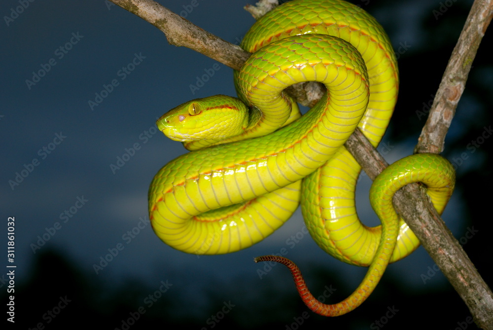Obraz premium Trimeresurus species. a species of arboreal pit viper. Assam/Arunachal Prades.India