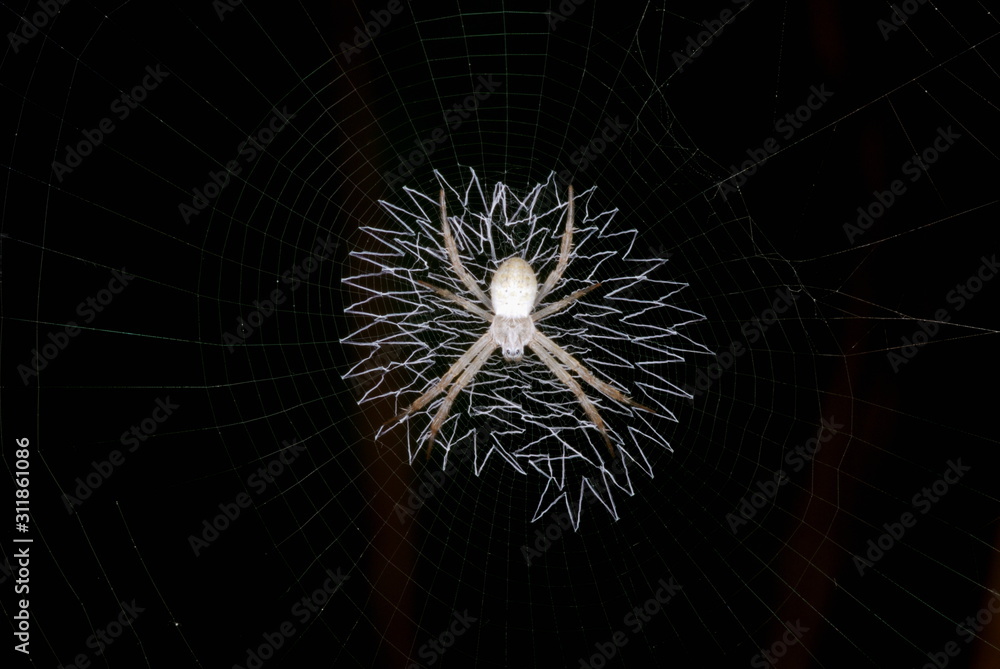 Argiope species. Signature spider. different species have a characteristic web pattern. Assam. India