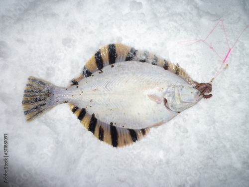 マツカワガレイ裏側 Barfin Flounder Foto De Stock Adobe Stock