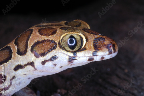 Geckoella collagelensis. a beautiful small sized ground gecko which is extremely difficult to spot as it keeps to the left litter.Maharashtra. India