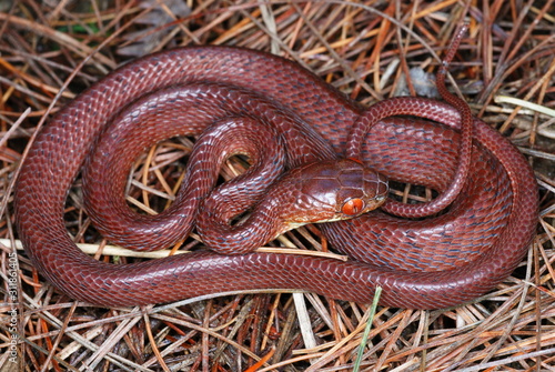 Boiga ochracea. Tawny Cat Snake. Arunachal Pradesh. India