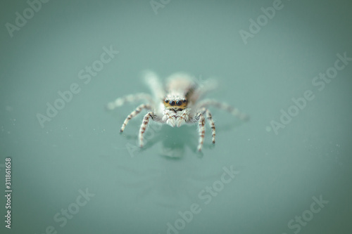 jumping white spider on glass