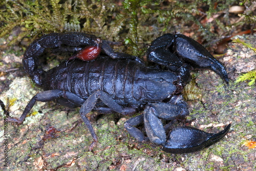 Scorpiops leptochirus. A species restricted to the forests of NE India. Probably the first colour image of this rare species. Arunachal Pradesh. India.