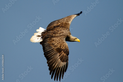 The white-tailed eagle in flight on Crna Mlaka fishpond