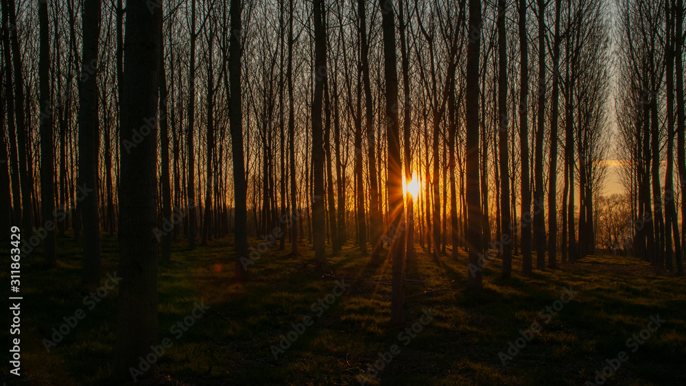 Fototapeta premium Tramonto tra i pioppi