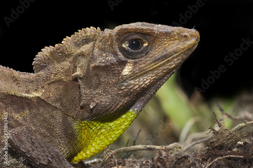 Japalura andersoniana  an agamid species from northeast India
