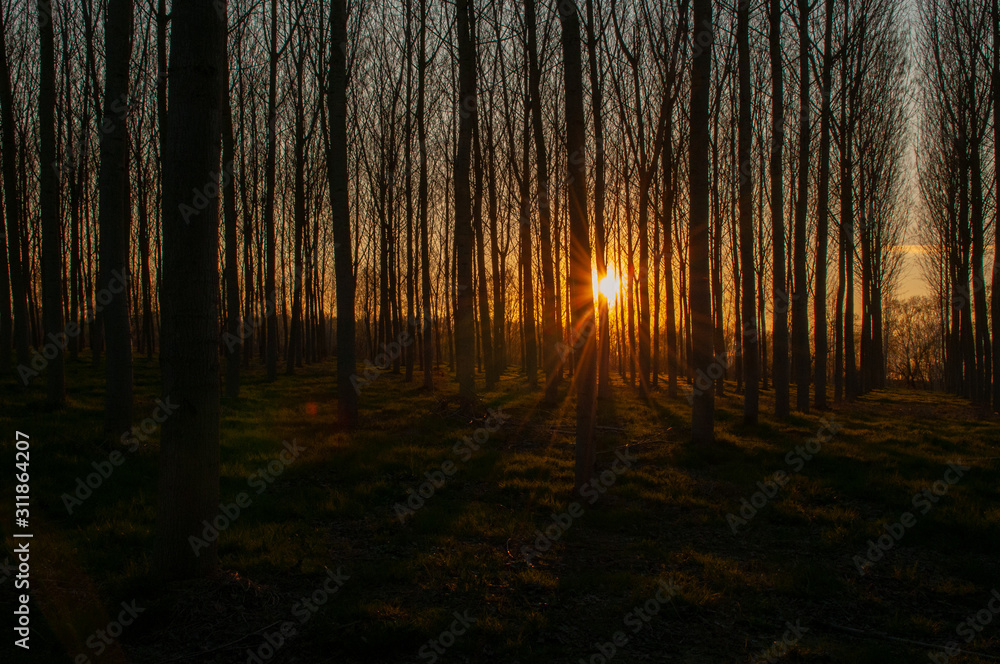 Obraz premium Tramonto su pioppeto 