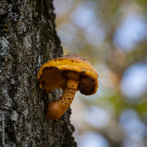 Growing on a tree
