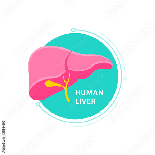 Human liver in digestive system illustration. White background.