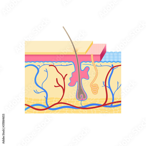 Human skin layers. Vector illustration. Cross section of the Human skin with hair follicle, blood vessels and glands.