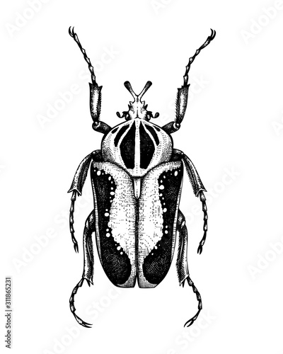 Hand sketched Goliath beetle. Insects collection. Isolated entomological illustration on white background. Insects drawing. Black and white beetle sketch. Realistic style outline
