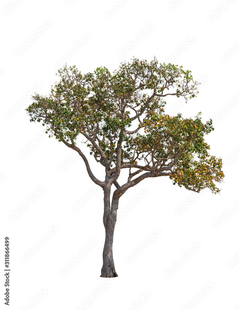 Trees isolated on white background, Tropical trees in asia. Trees isolated on white background, Tropical trees in asia.
